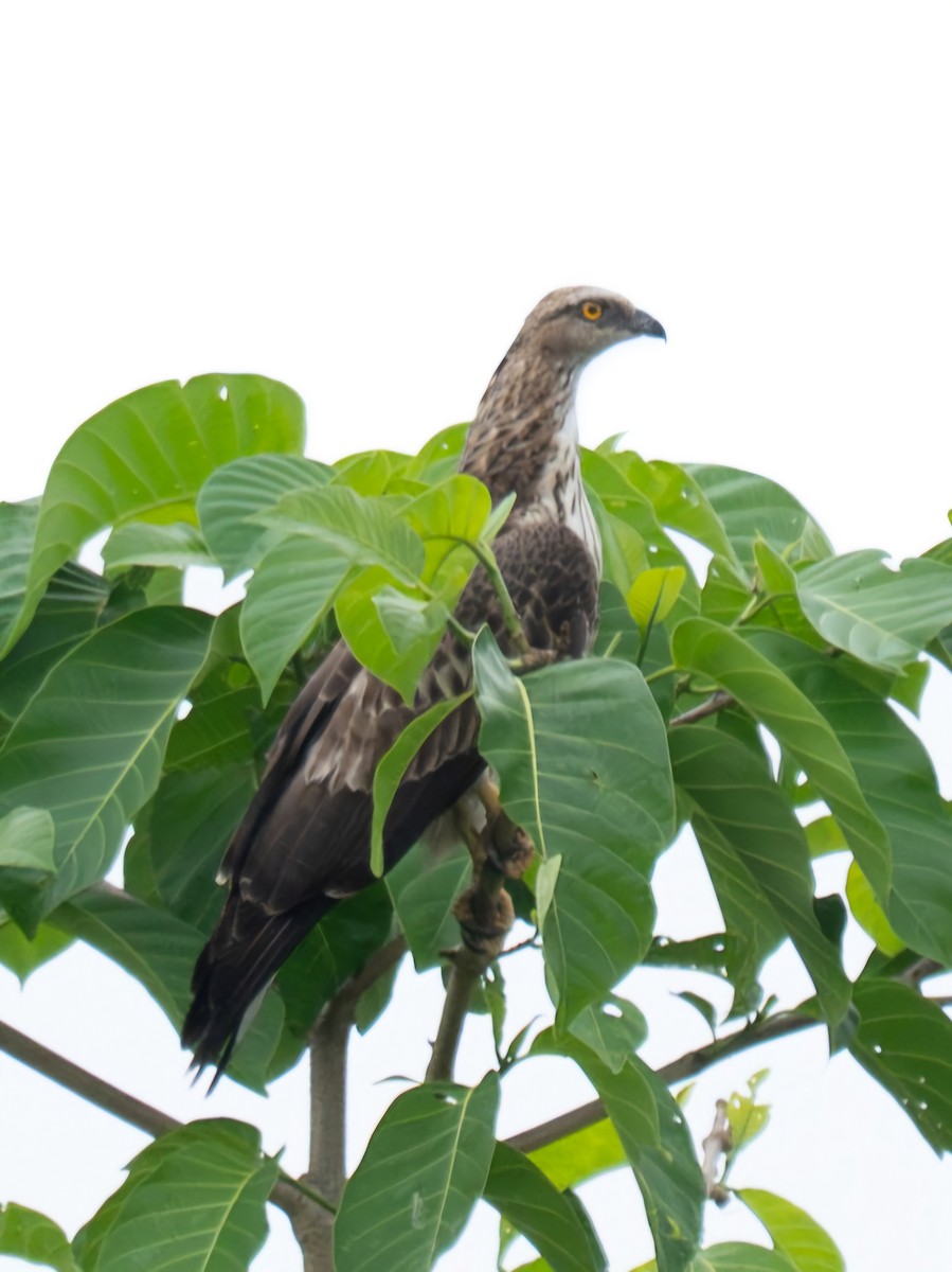Oriental Honey-buzzard - ML631856312