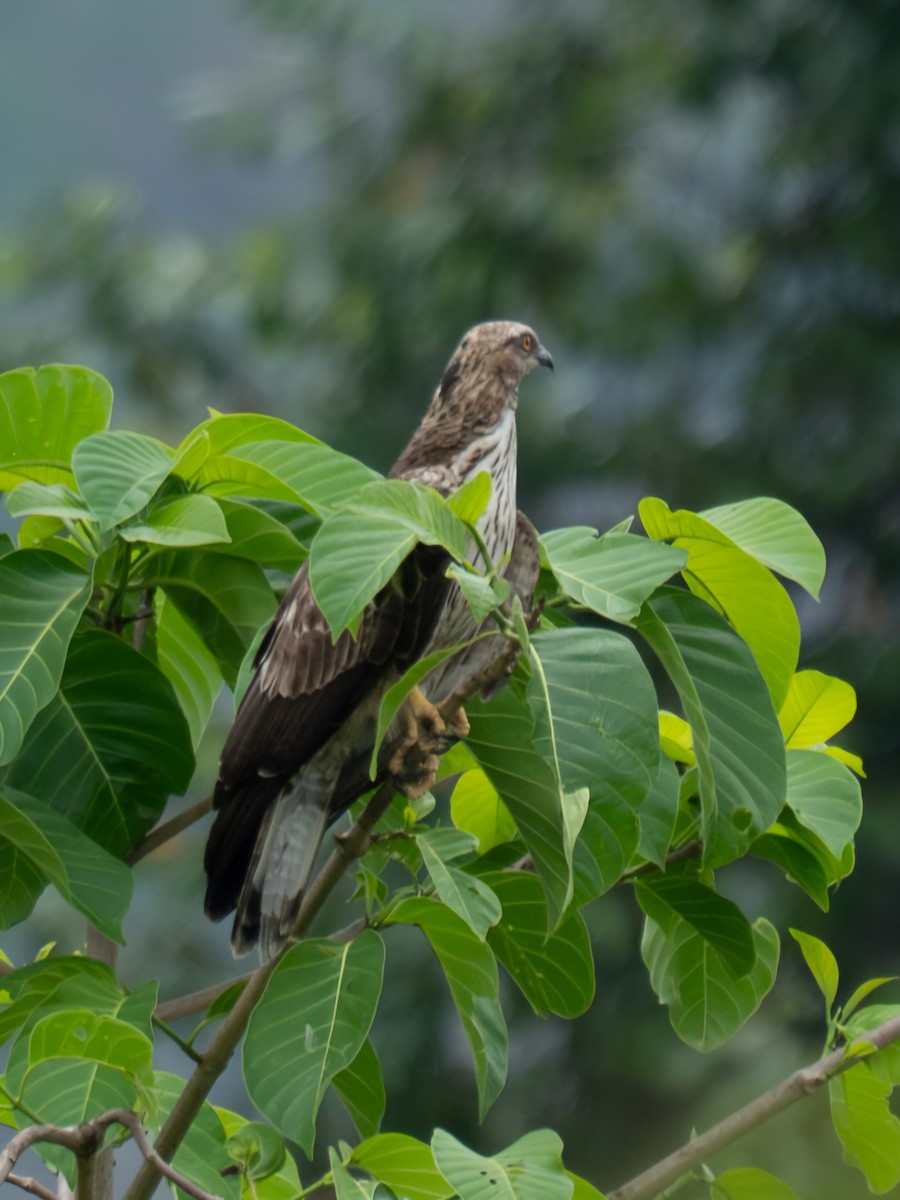 Oriental Honey-buzzard - ML631856313