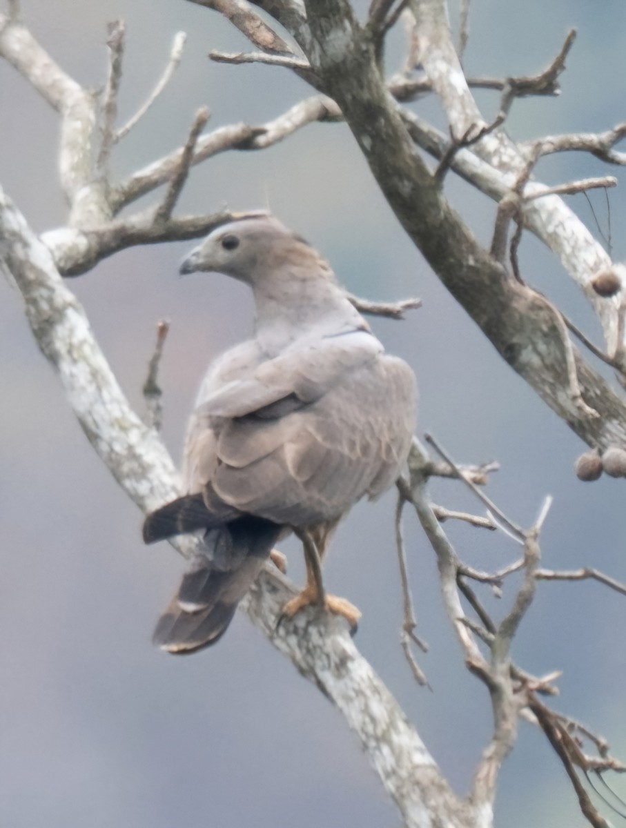 Oriental Honey-buzzard - ML631856314