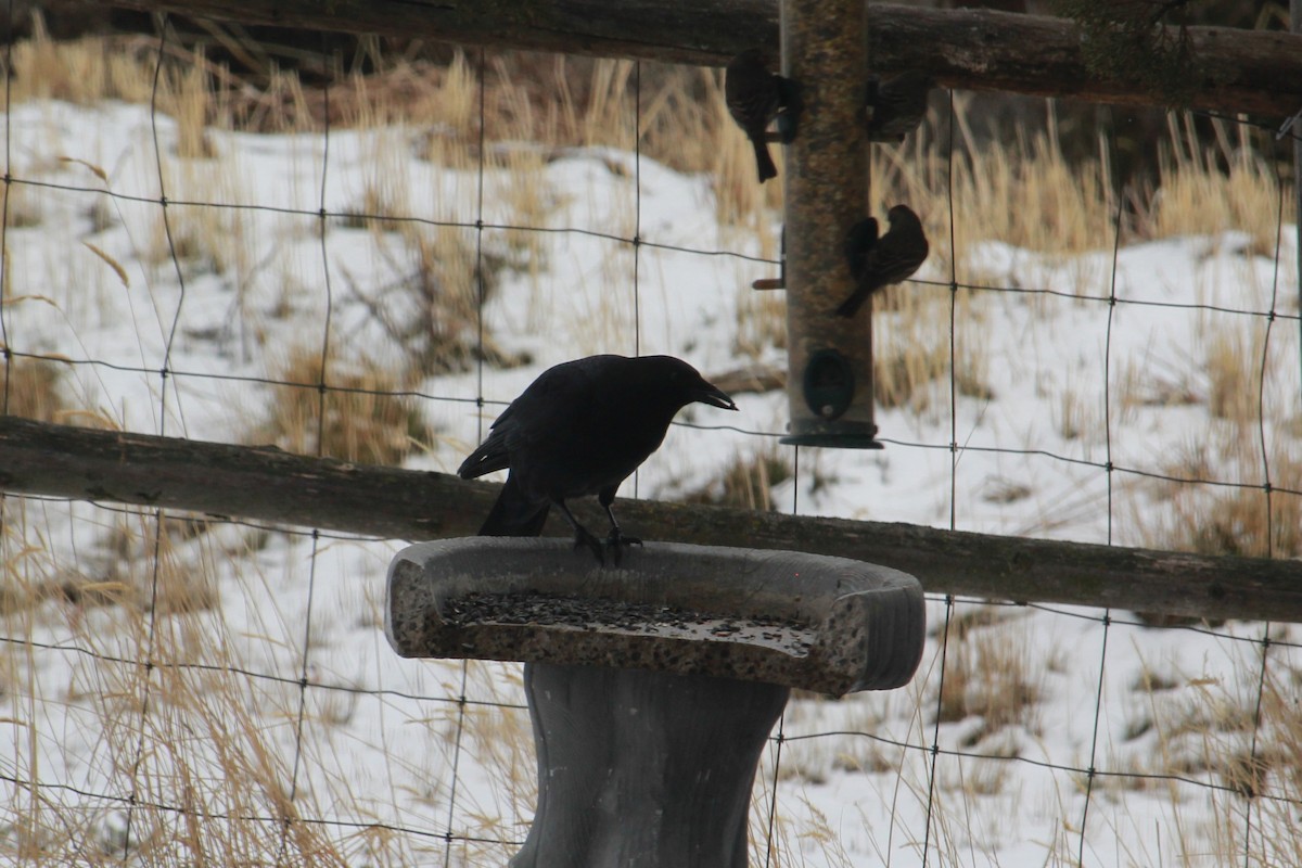 Corneille d'Amérique - ML631856338