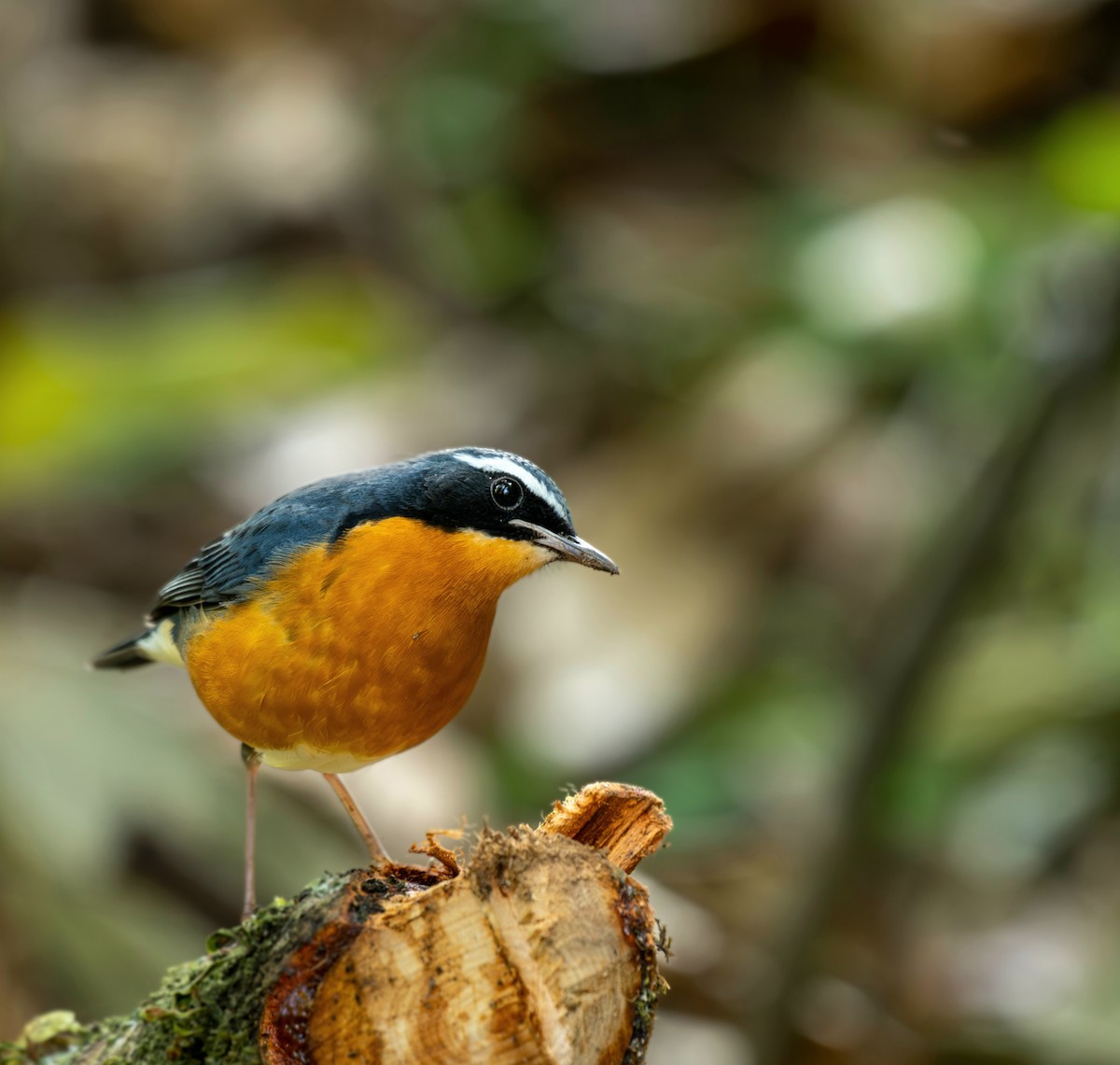 Indian Blue Robin - ML631856439