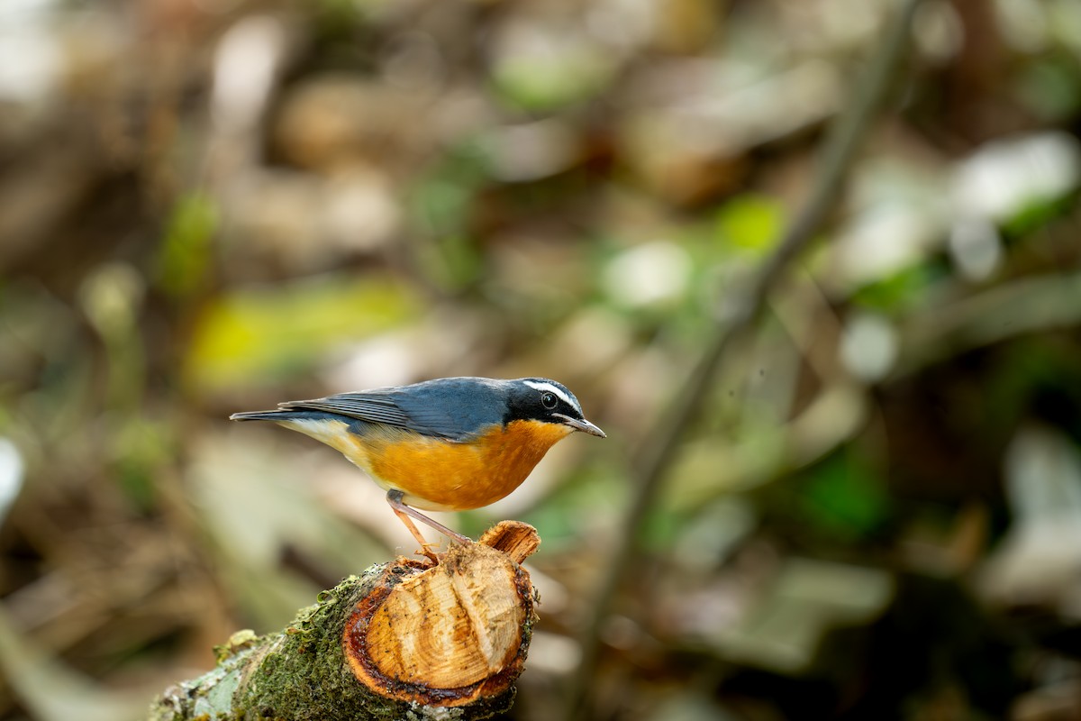 Indian Blue Robin - ML631856441