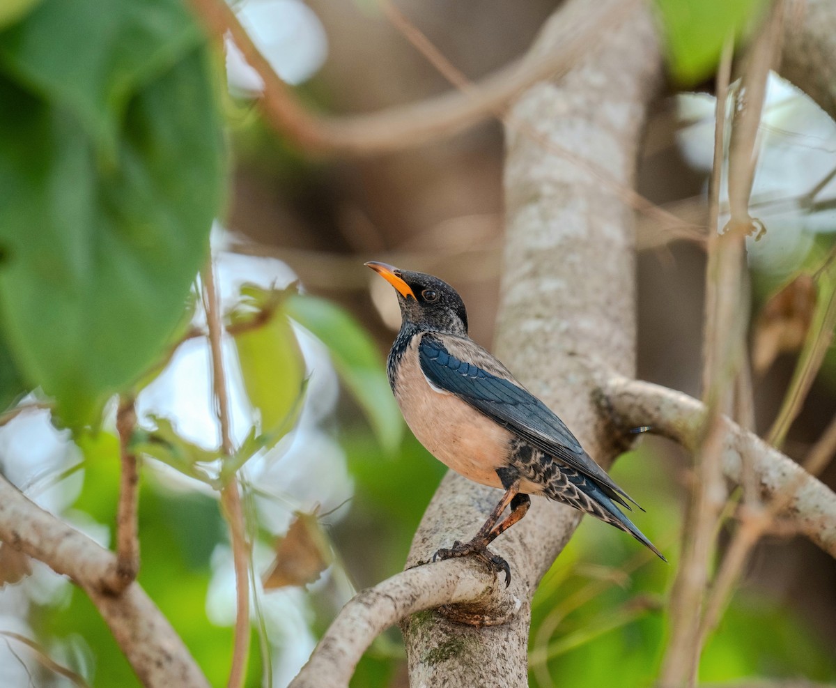 Rosy Starling - ML631856517
