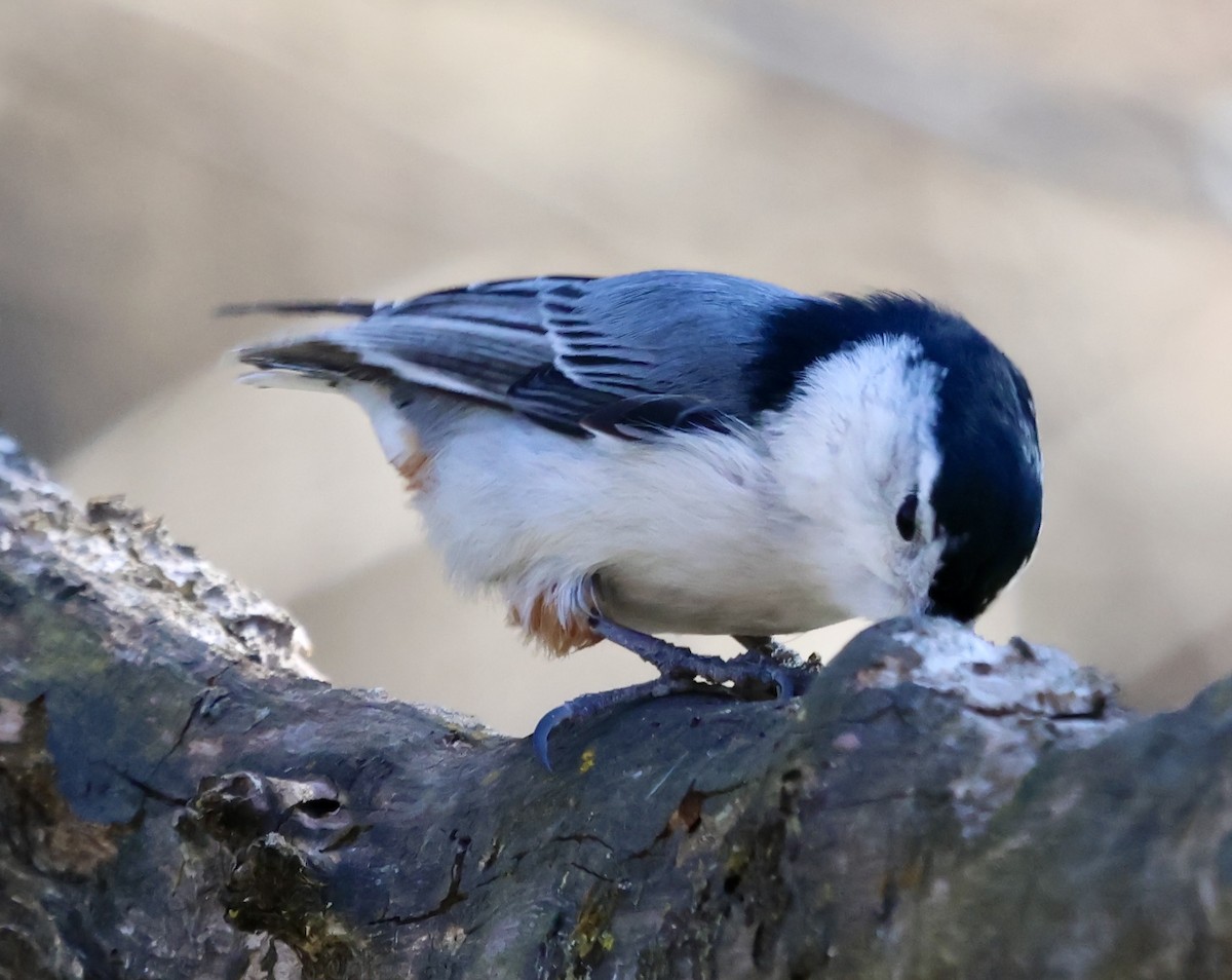 White-breasted Nuthatch - ML631856764