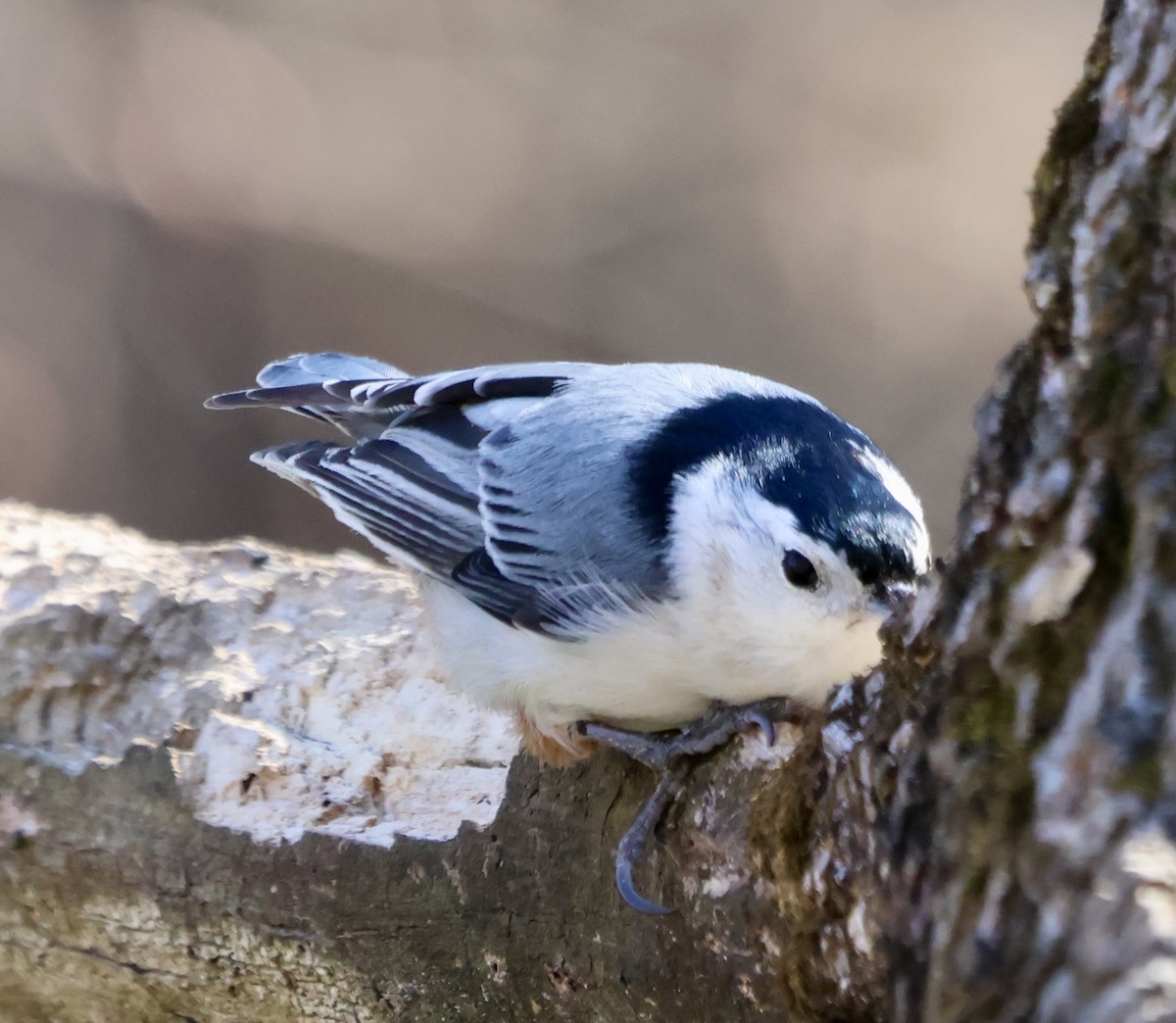 White-breasted Nuthatch - ML631856765