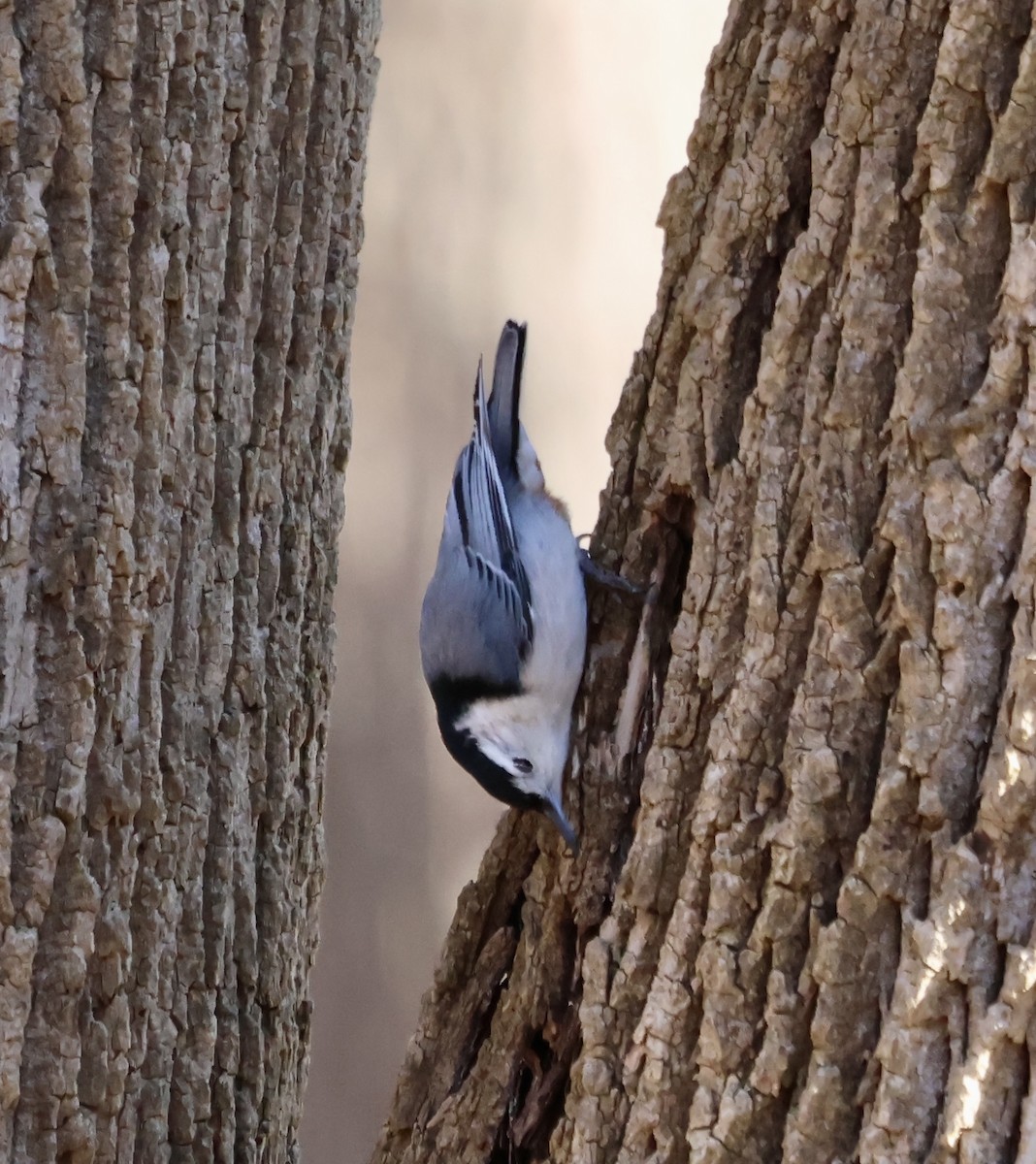White-breasted Nuthatch - ML631856766