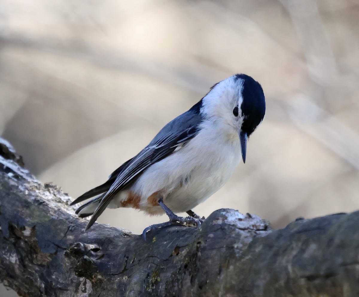 White-breasted Nuthatch - ML631856767