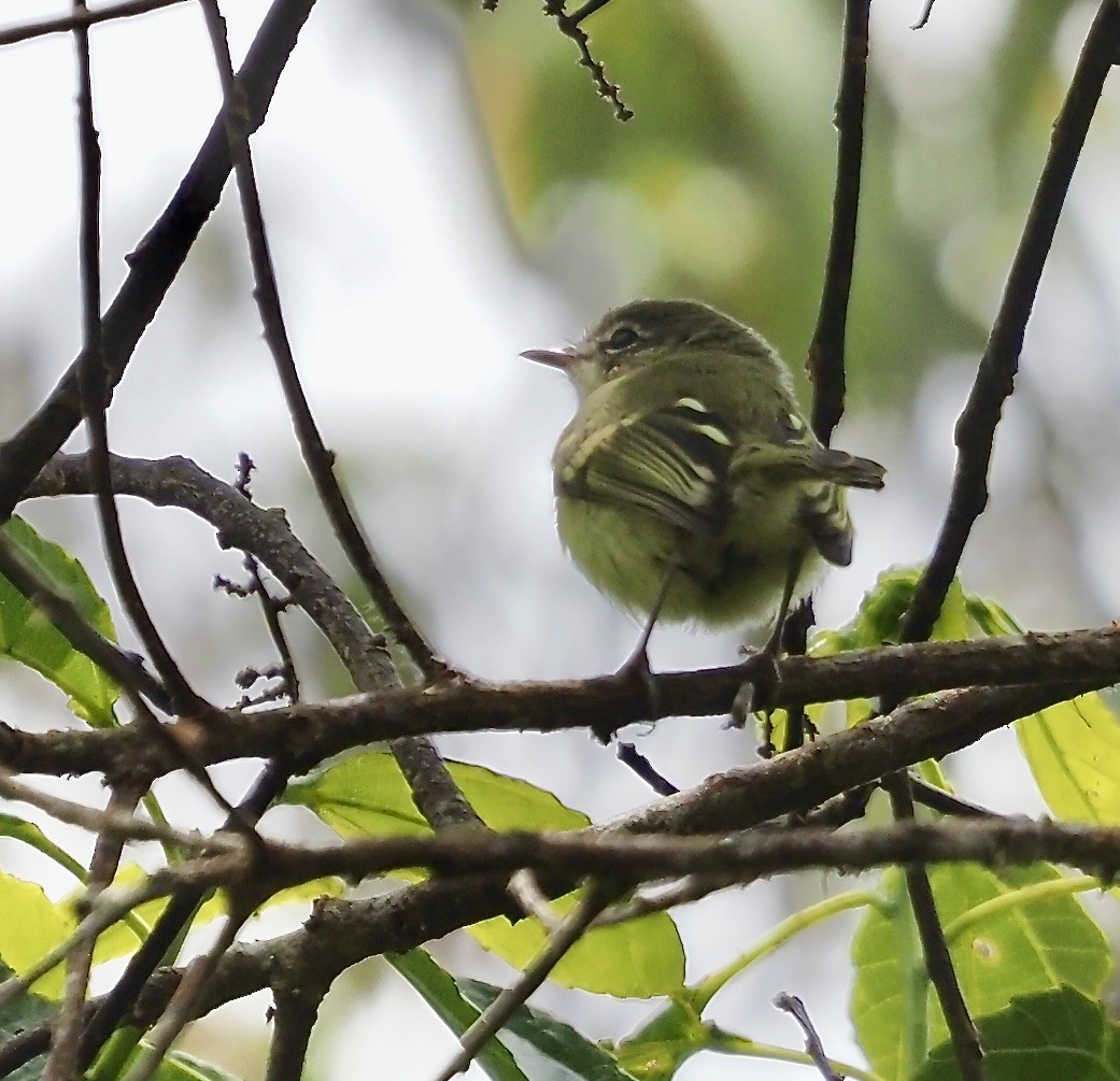 Mottle-cheeked Tyrannulet - ML631856932