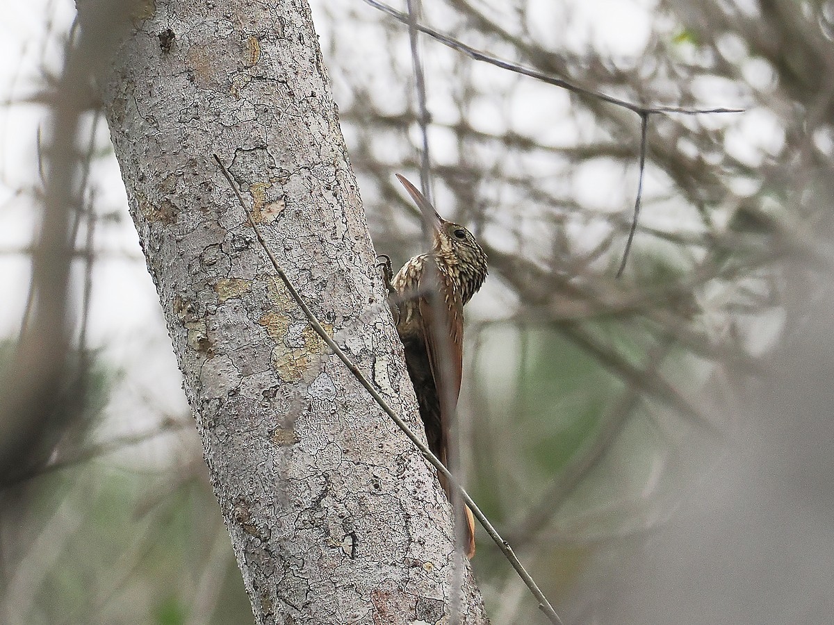 Ivory-billed Woodcreeper - ML631856969