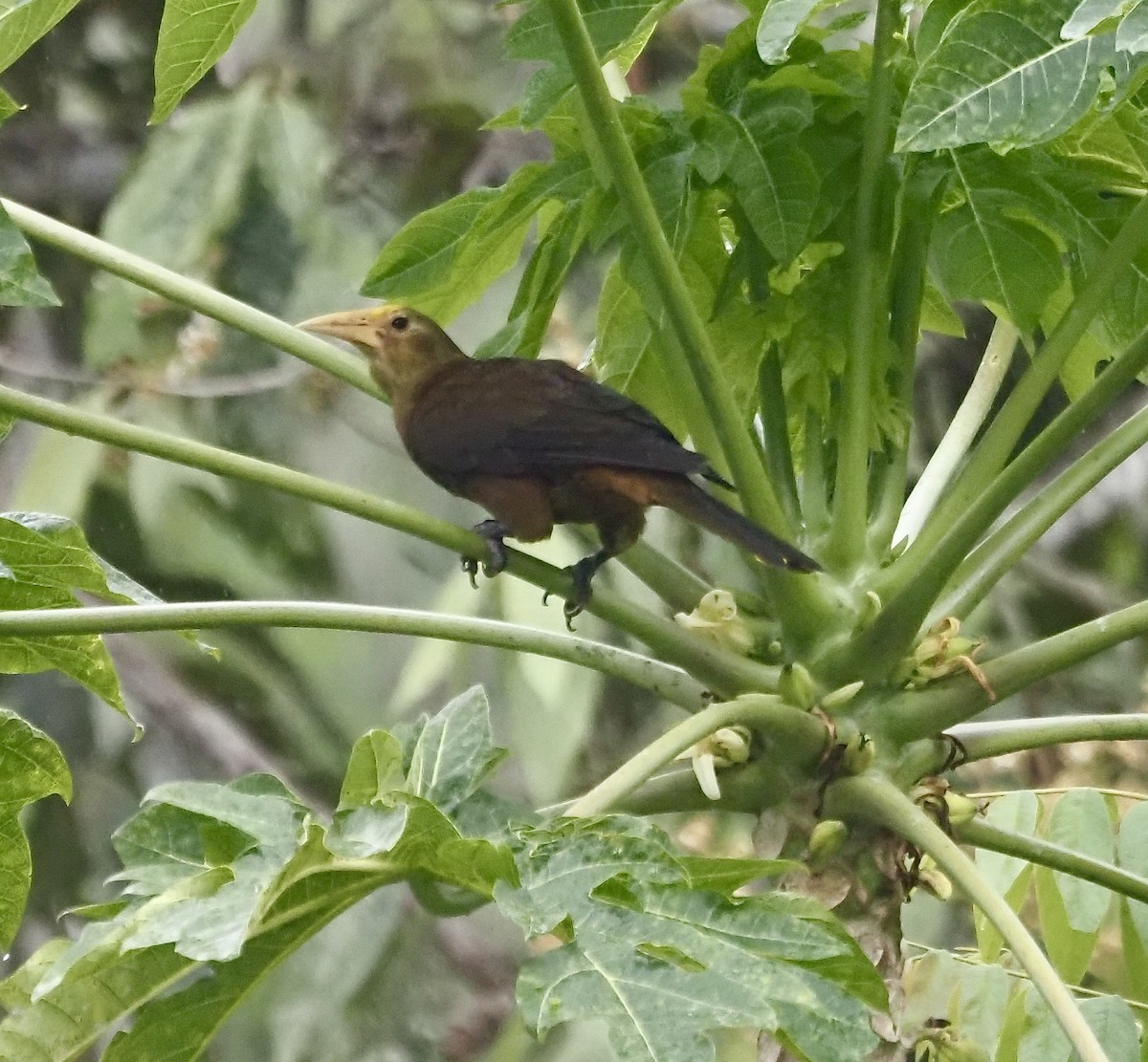 Dusky-green Oropendola - ML631857078