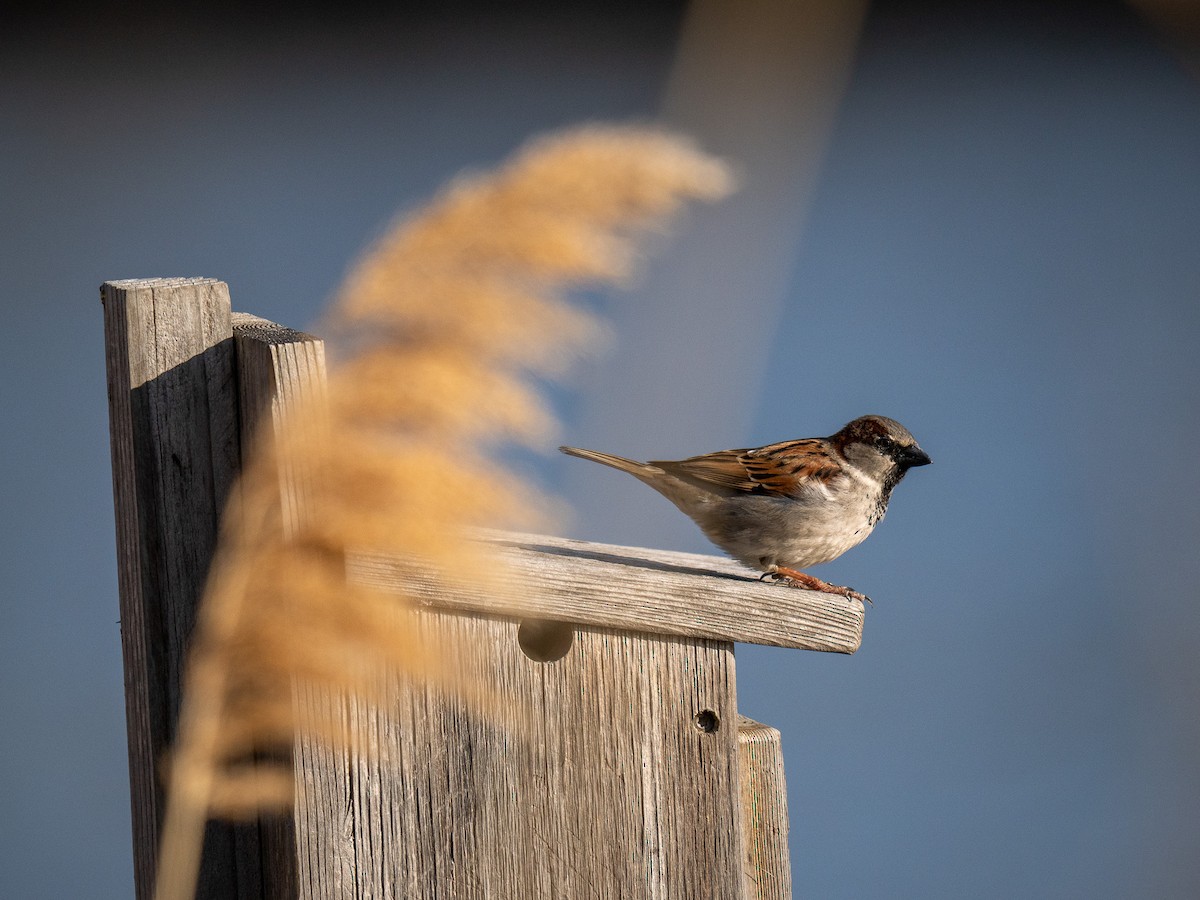 Оронгийн бор шувуу - ML631857135