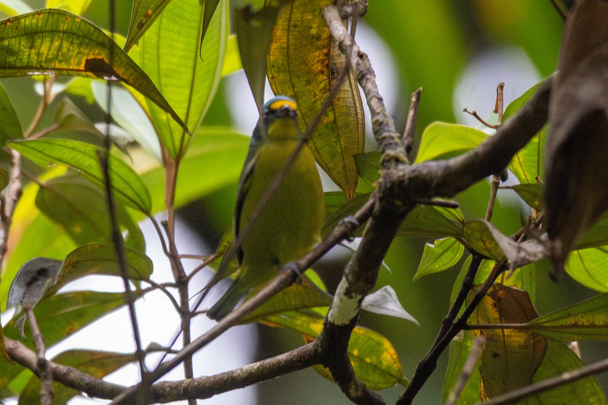 Lesser Antillean Euphonia - ML631857216