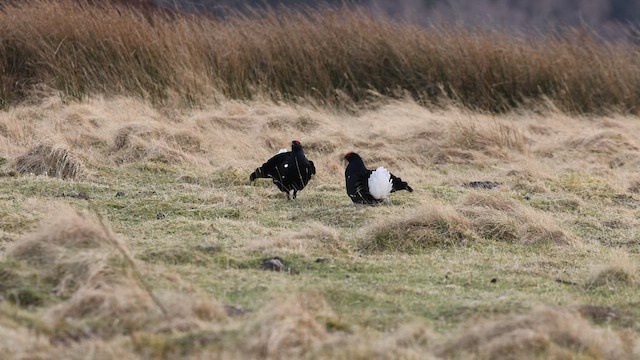 Black Grouse - ML631857242