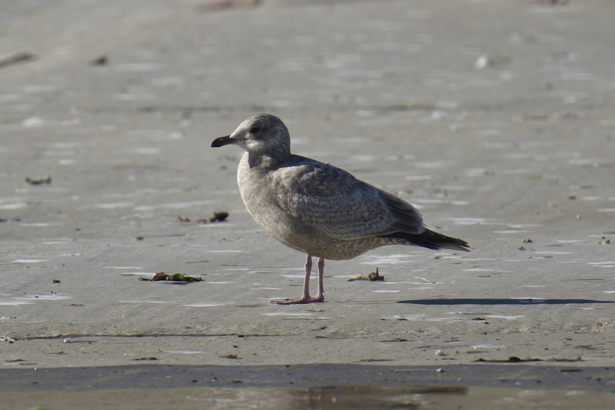 Iceland Gull (Thayer's) - ML631857548