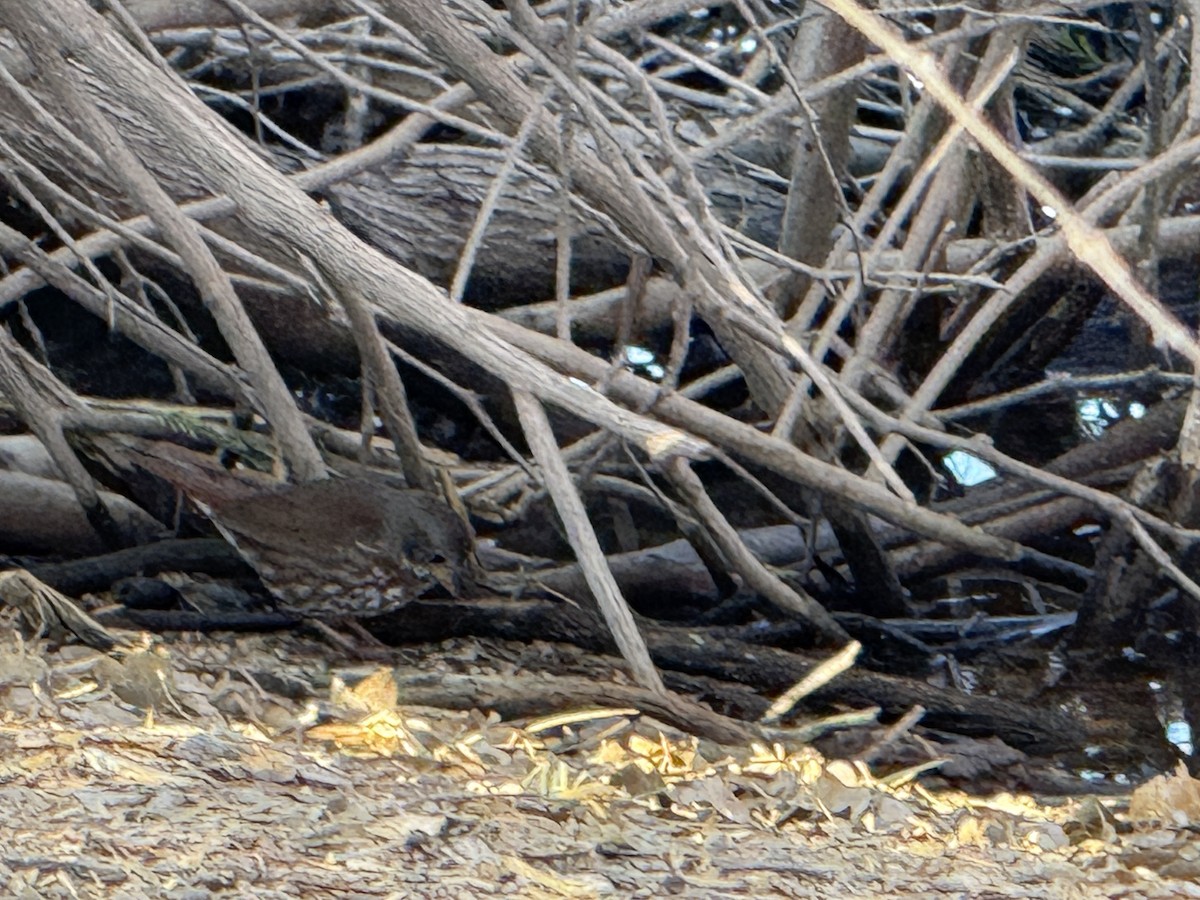 Fox Sparrow - ML631857744