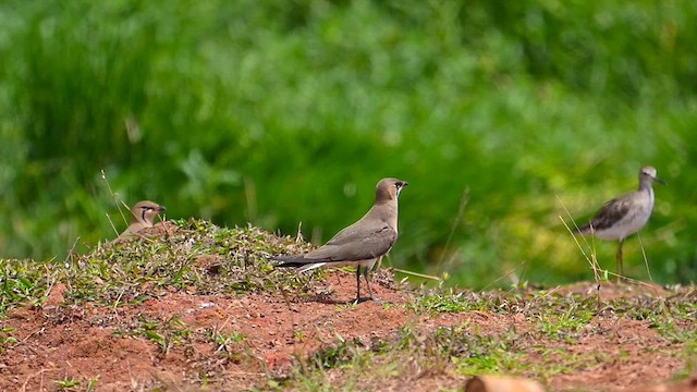 Oriental Pratincole - ML631857787