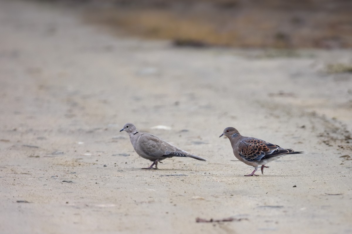 Oriental Turtle-Dove - ML631857861