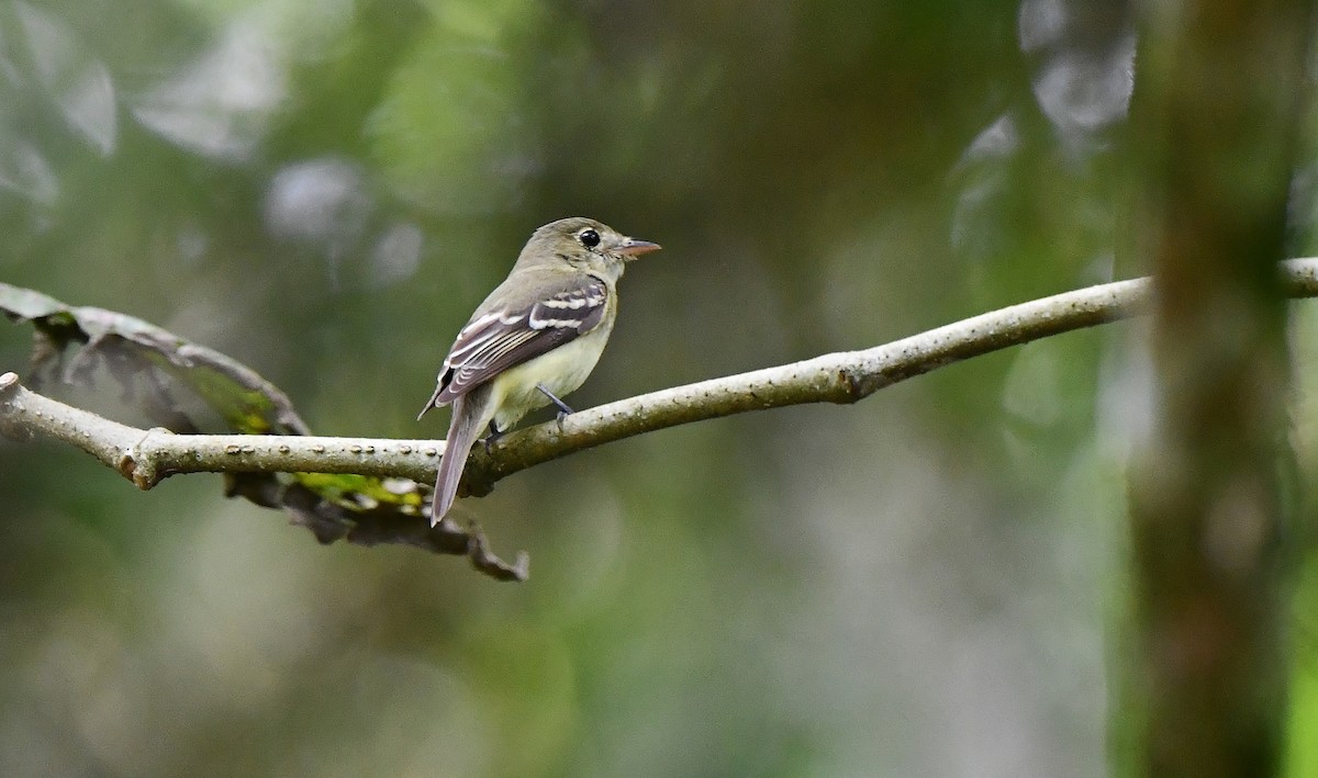 Acadian Flycatcher - ML631857955