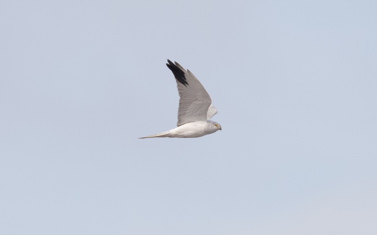 Pallid Harrier - ML631858245