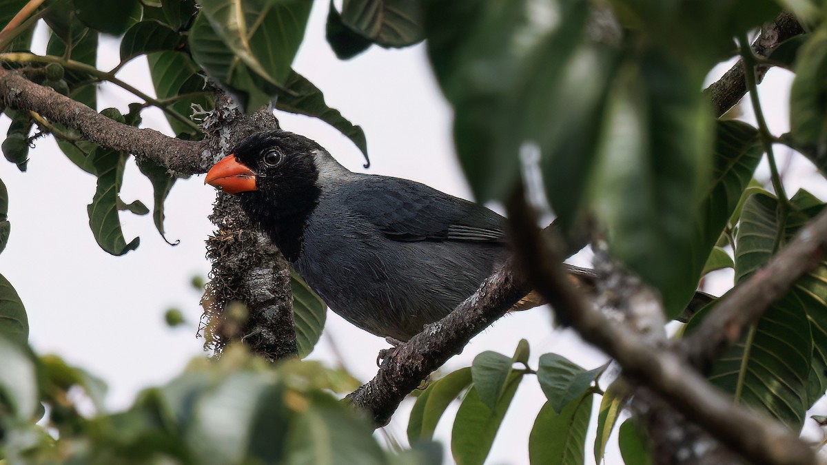 Black-cowled Saltator - ML631858390