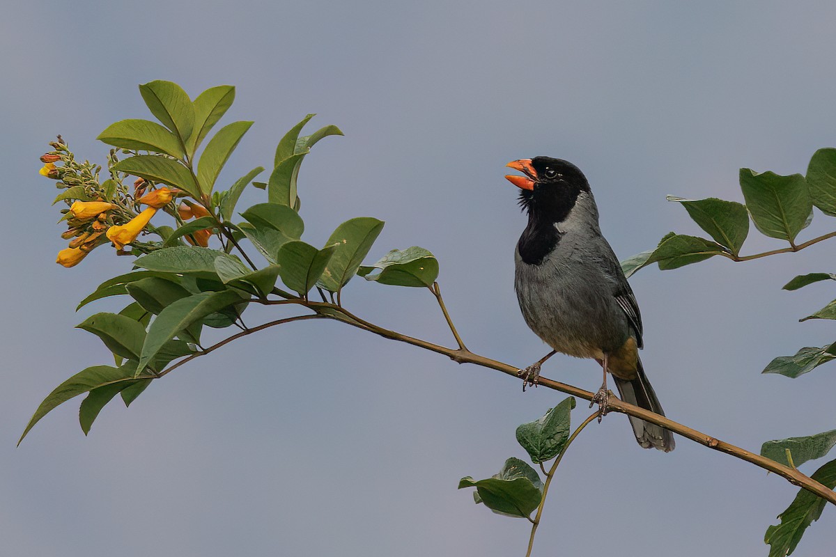 Black-cowled Saltator - ML631858391