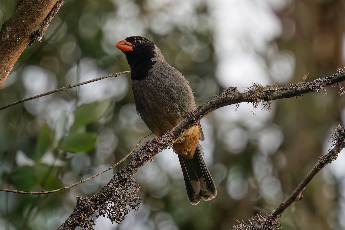 Black-cowled Saltator - ML631858392