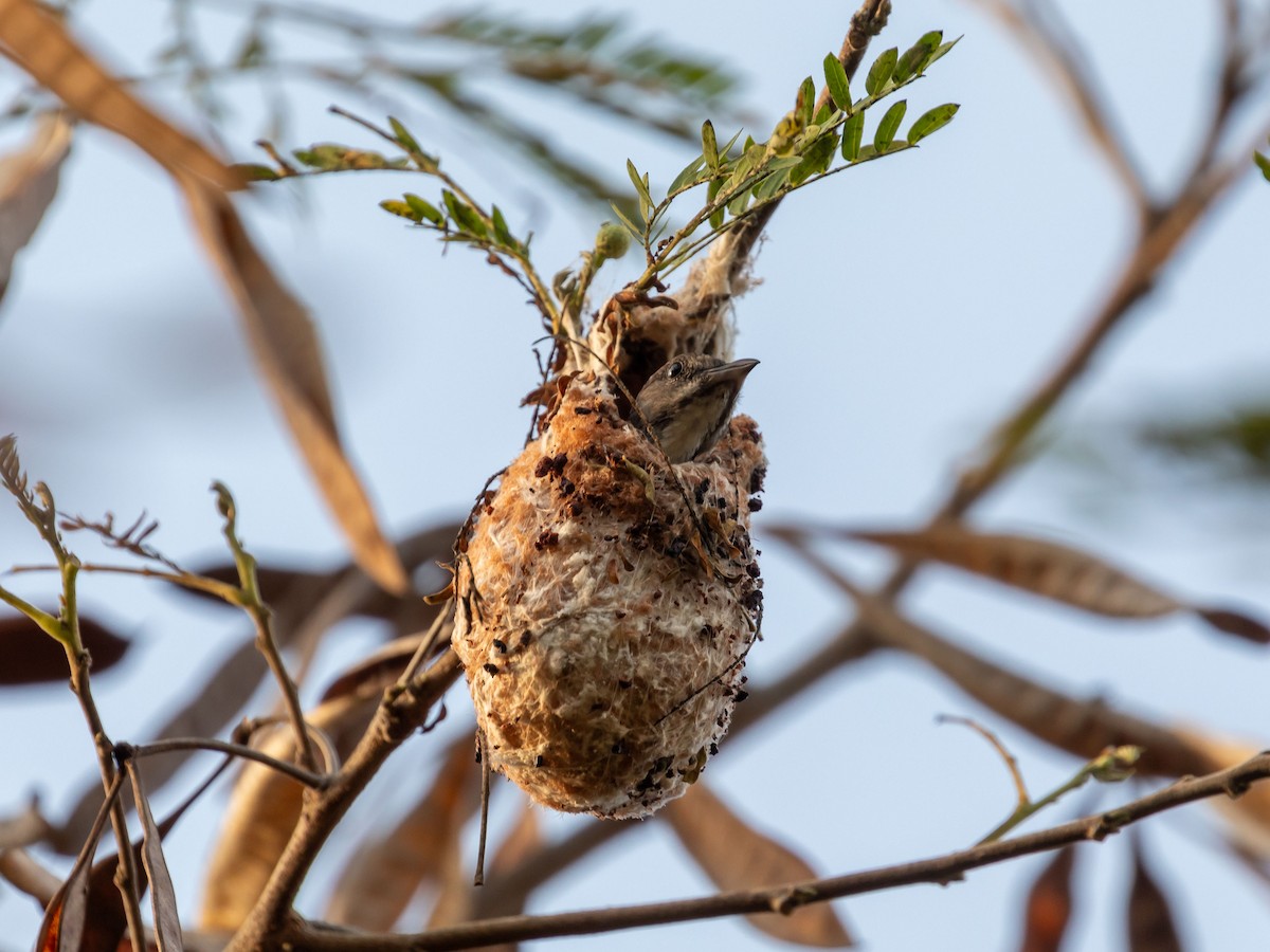 Mistletoebird - ML631858424