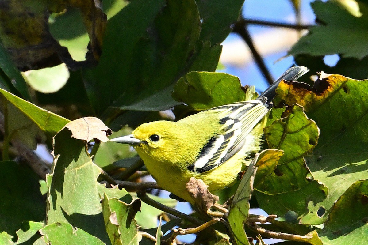 Common Iora - ML631858462