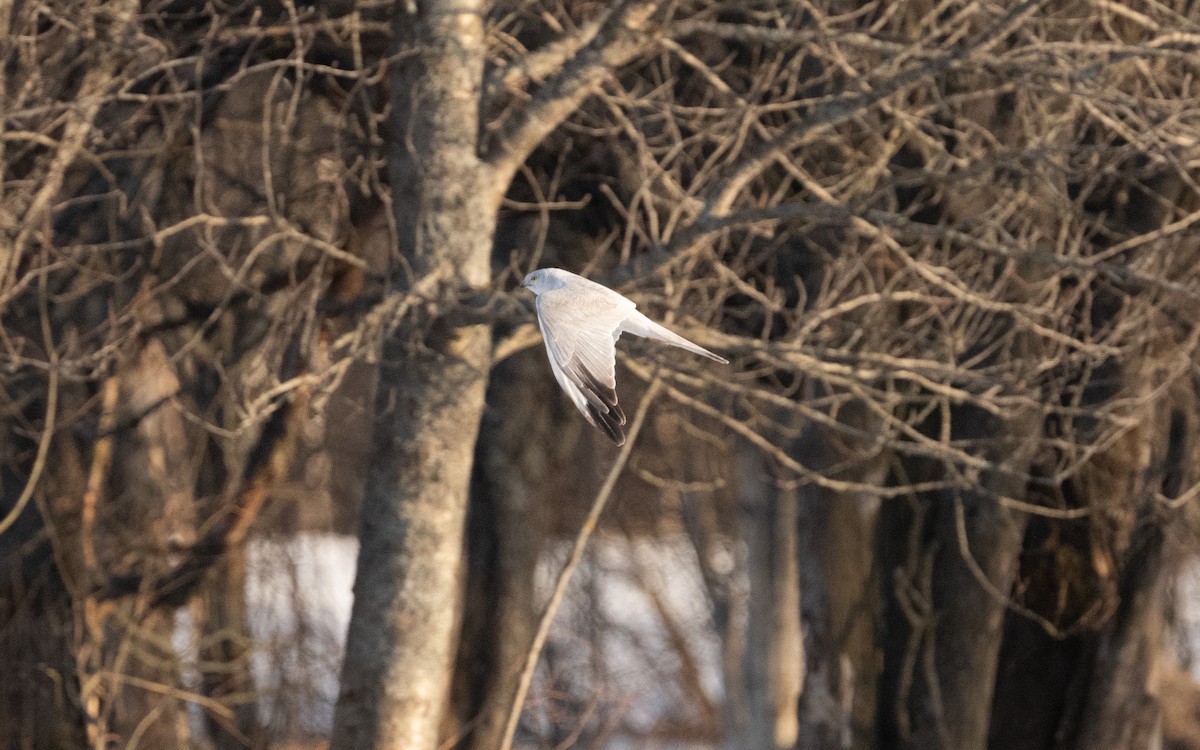 Pallid Harrier - ML631858478