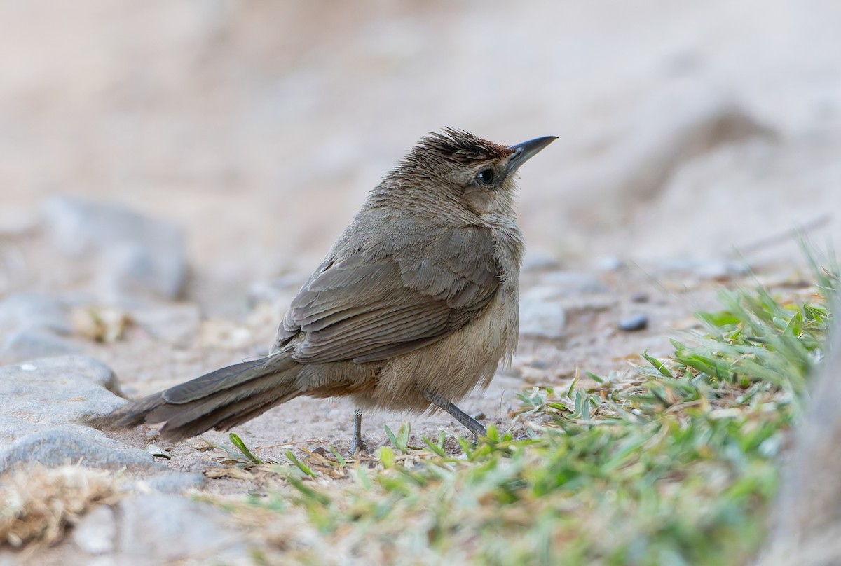 Rufous-fronted Thornbird (Rufous-fronted) - ML631858603