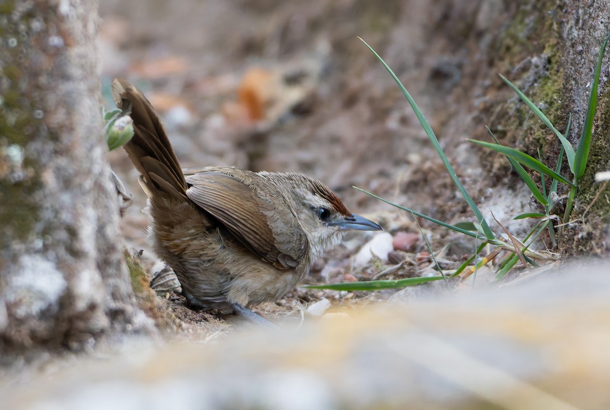 Rufous-fronted Thornbird (Rufous-fronted) - ML631858604