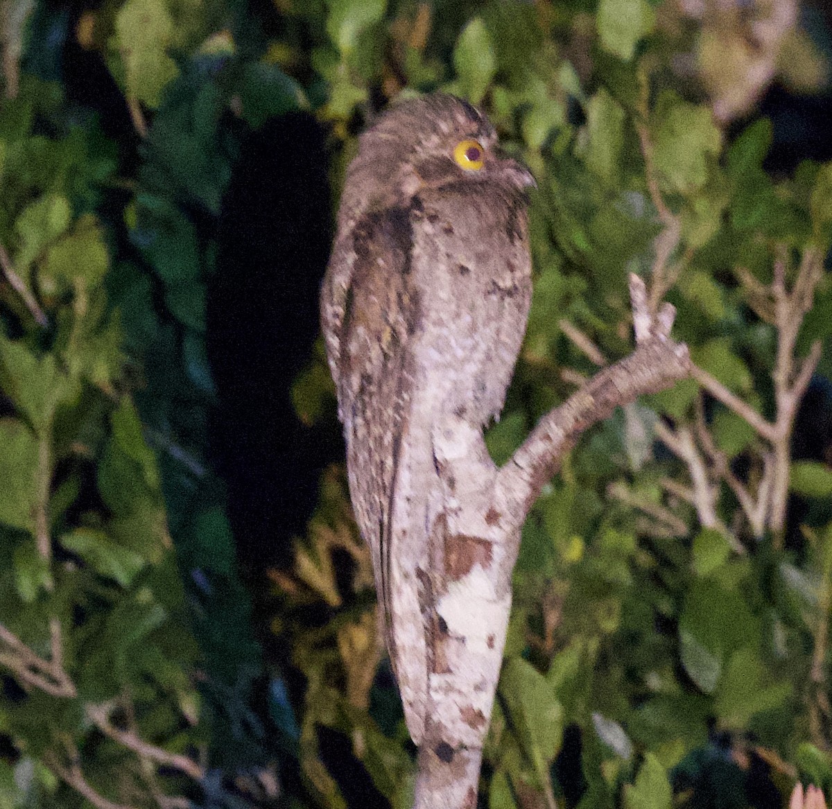 Northern Potoo (Middle American) - ML631858909