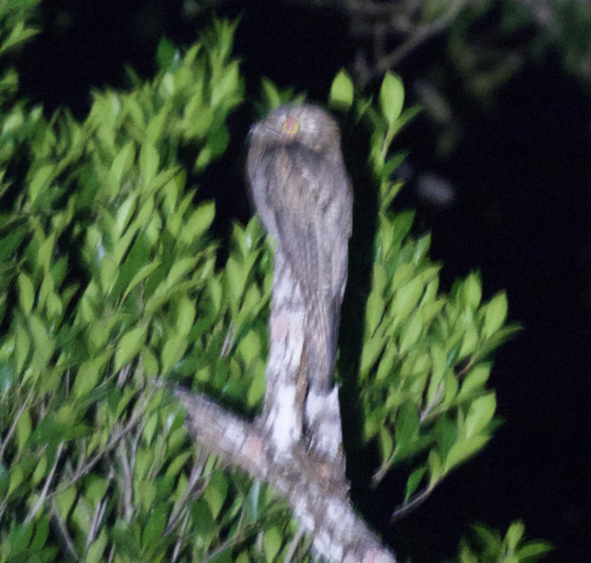 Northern Potoo (Middle American) - ML631858925