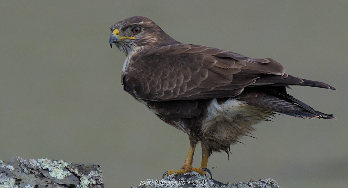 Buse variable (rothschildi) - ML631859021