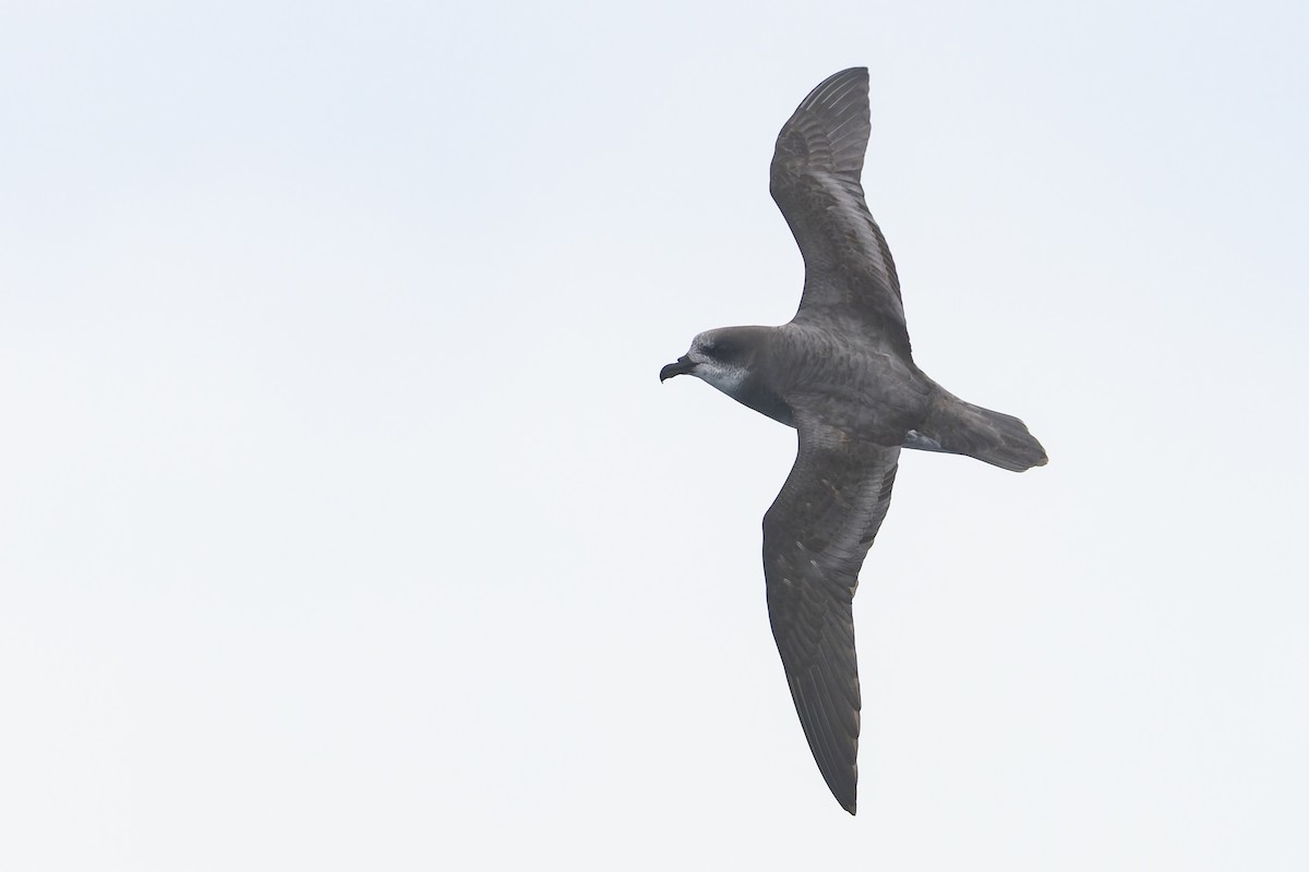 Soft-plumaged Petrel - ML631859128