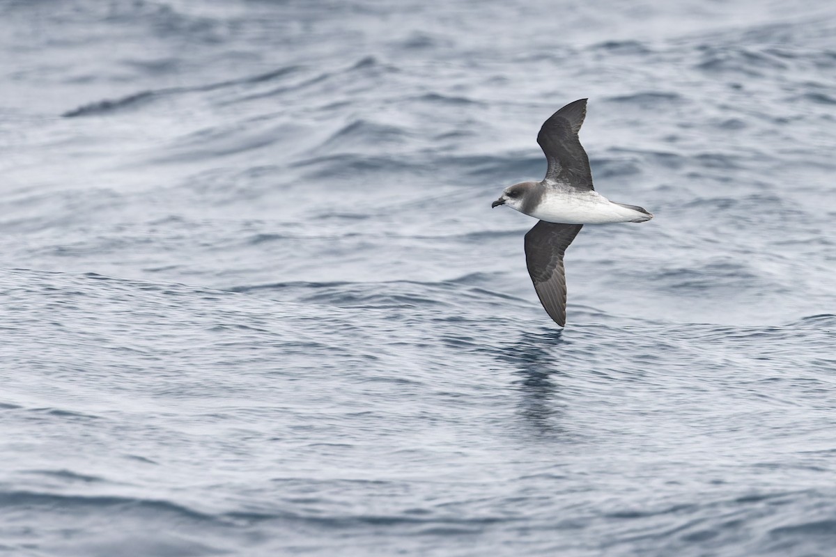 Soft-plumaged Petrel - ML631859129