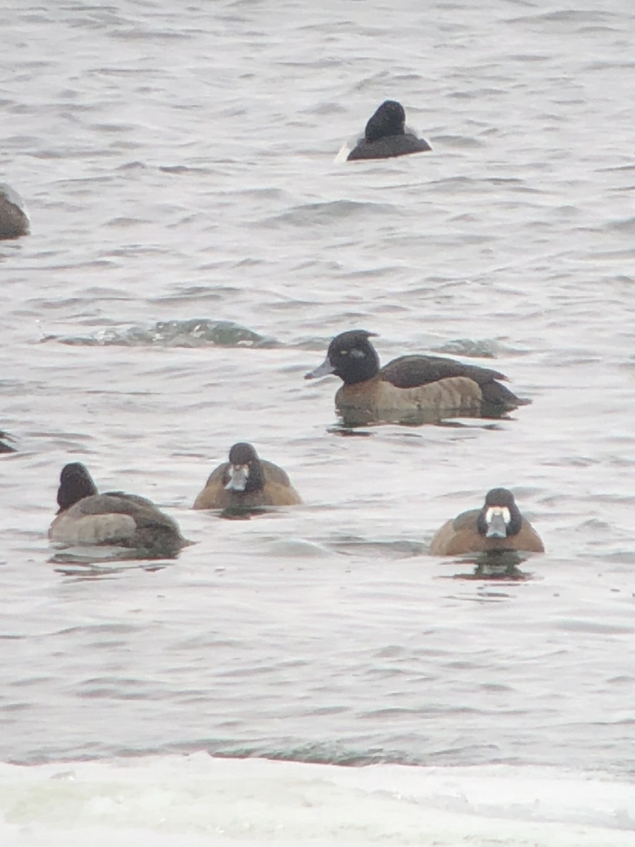 Tufted Duck - ML631859325