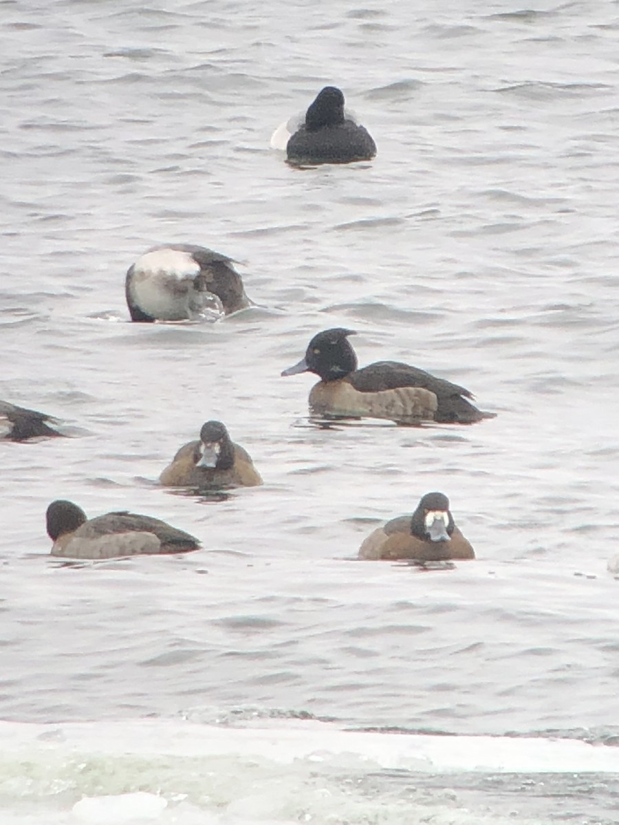 Tufted Duck - ML631859326
