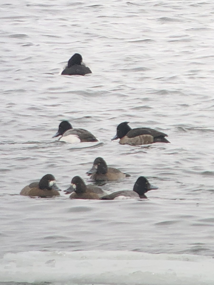 Tufted Duck - ML631859327