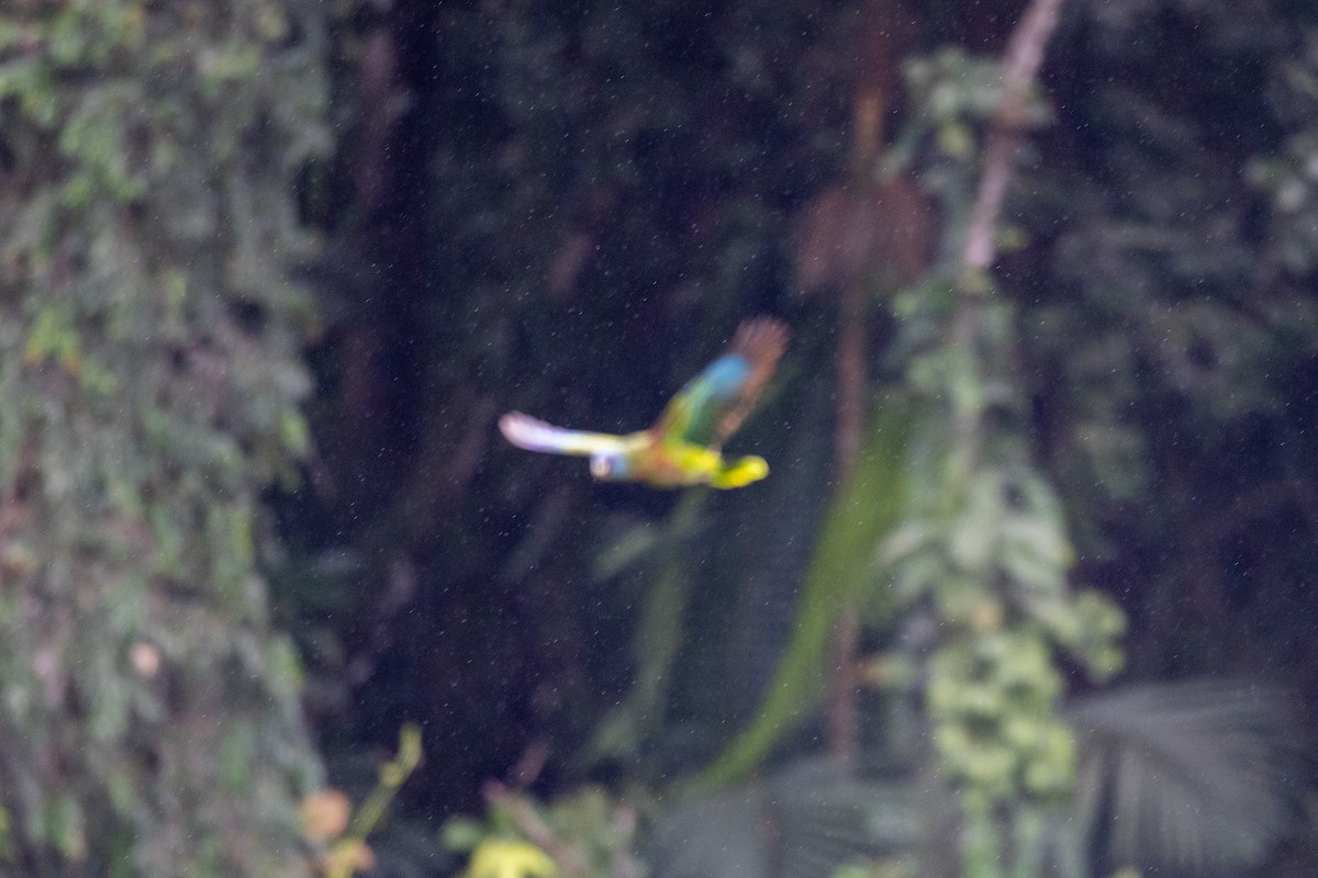 St. Lucia Amazon - ML631859453