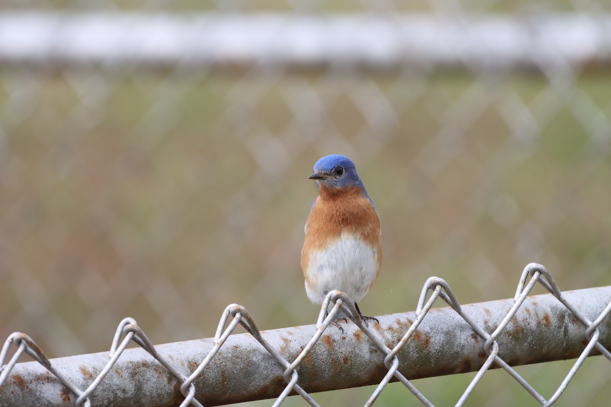 Eastern Bluebird - ML631859457
