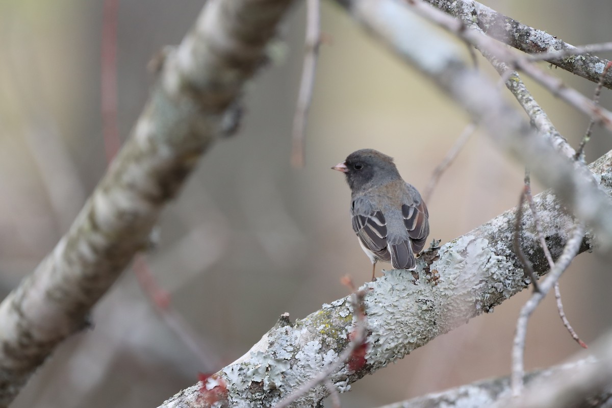 Dark-eyed Junco - ML631859474