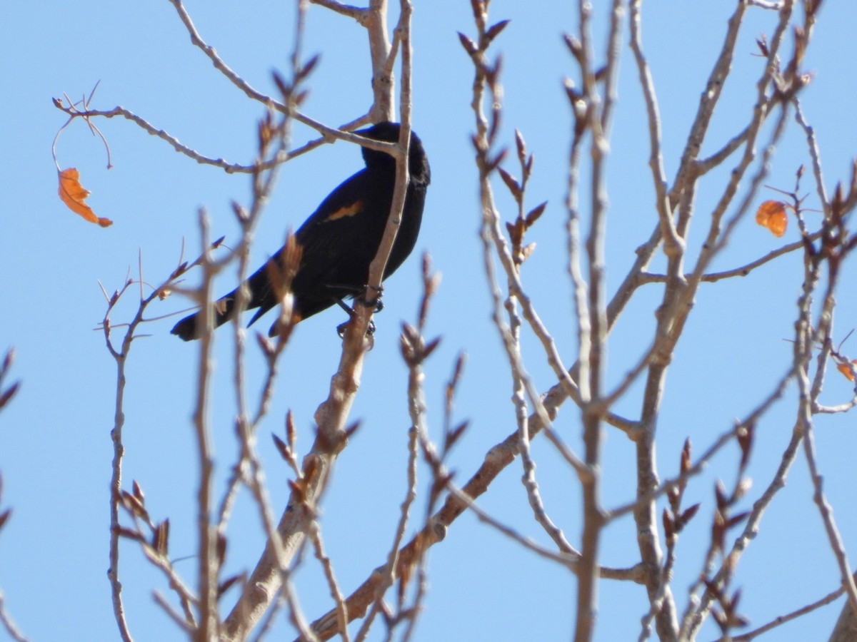 Red-winged Blackbird - ML631859480