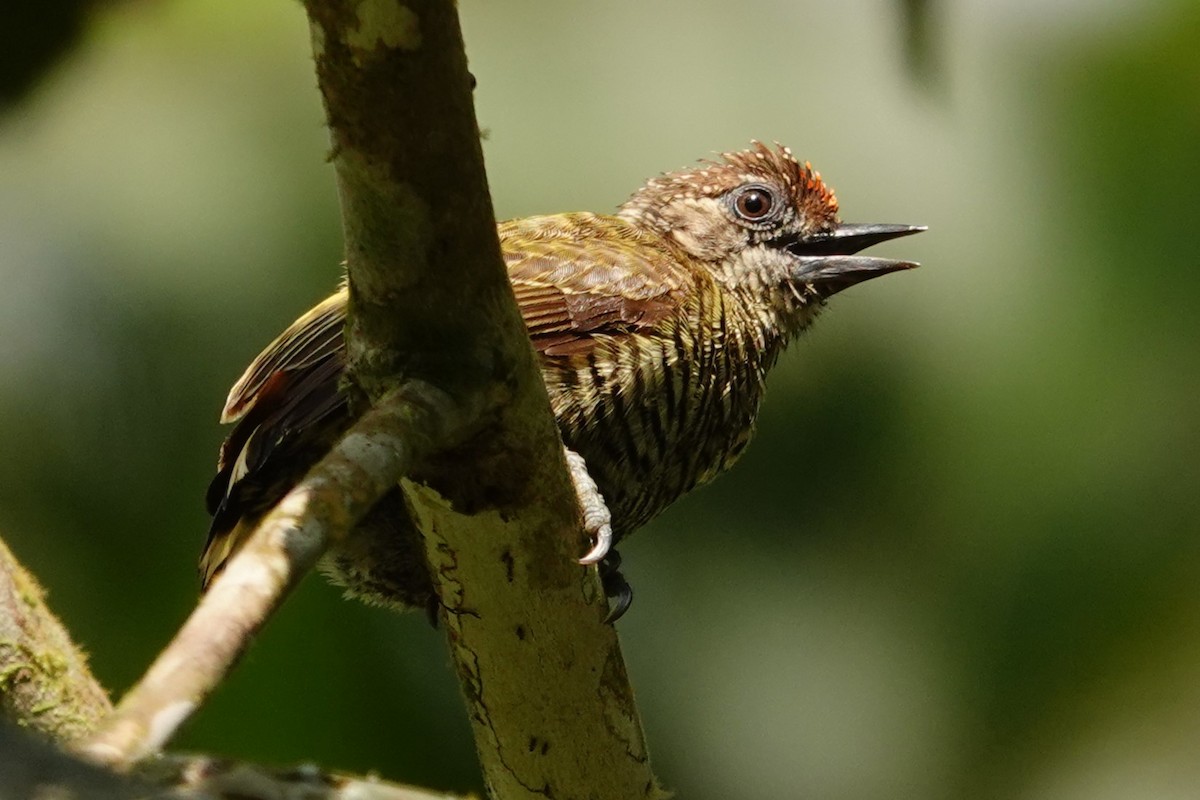 Lafresnaye's Piculet - ML631859648