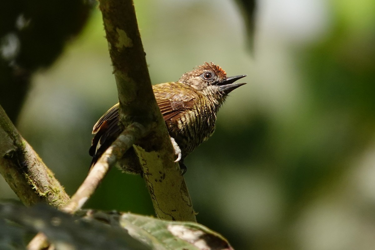 Lafresnaye's Piculet - ML631859649
