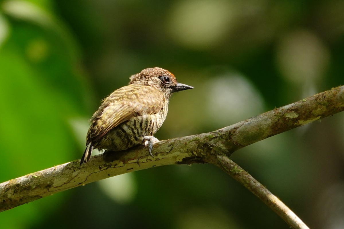 Lafresnaye's Piculet - ML631859650