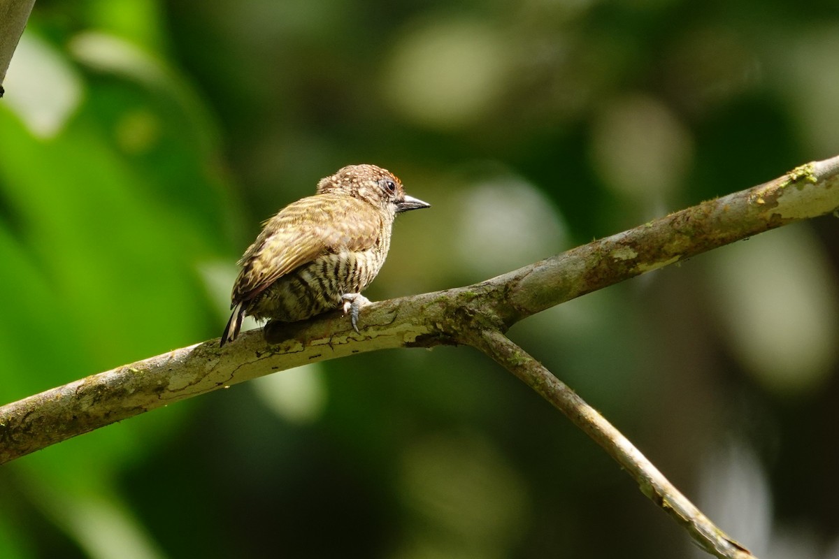 Lafresnaye's Piculet - ML631859651