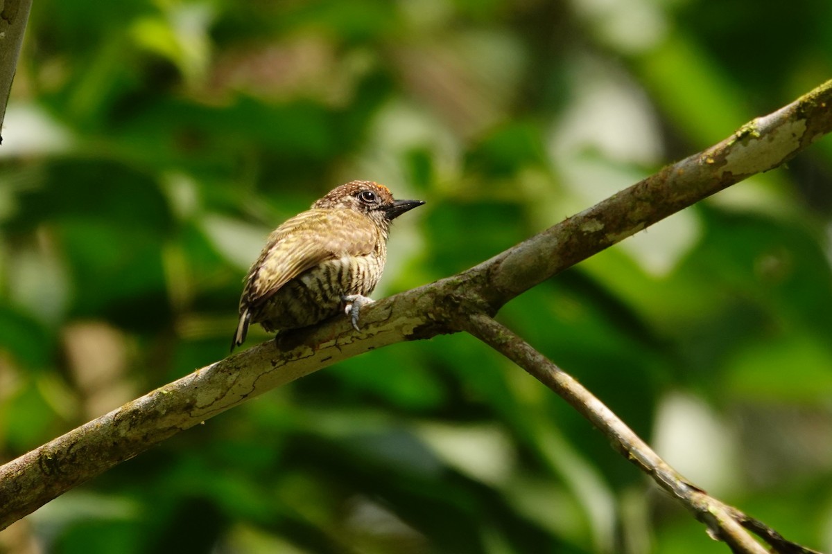 Lafresnaye's Piculet - ML631859652