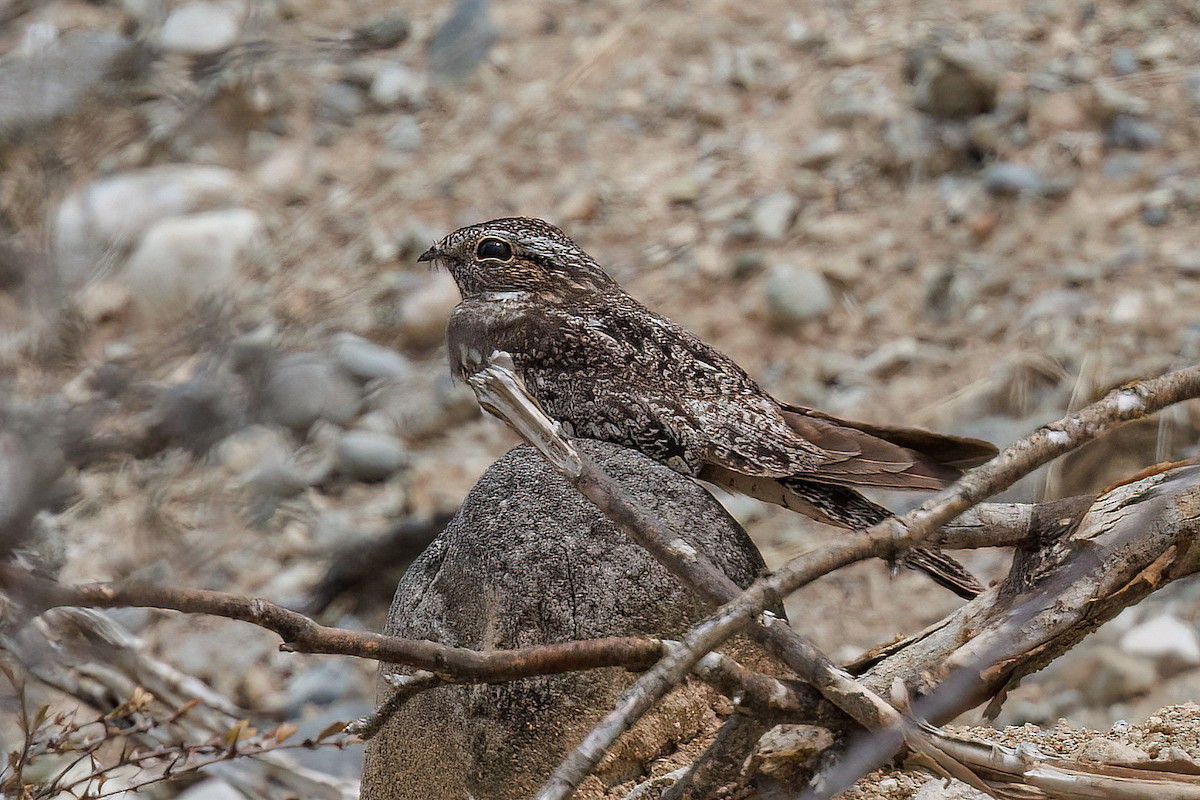 Lesser Nighthawk - ML631859686