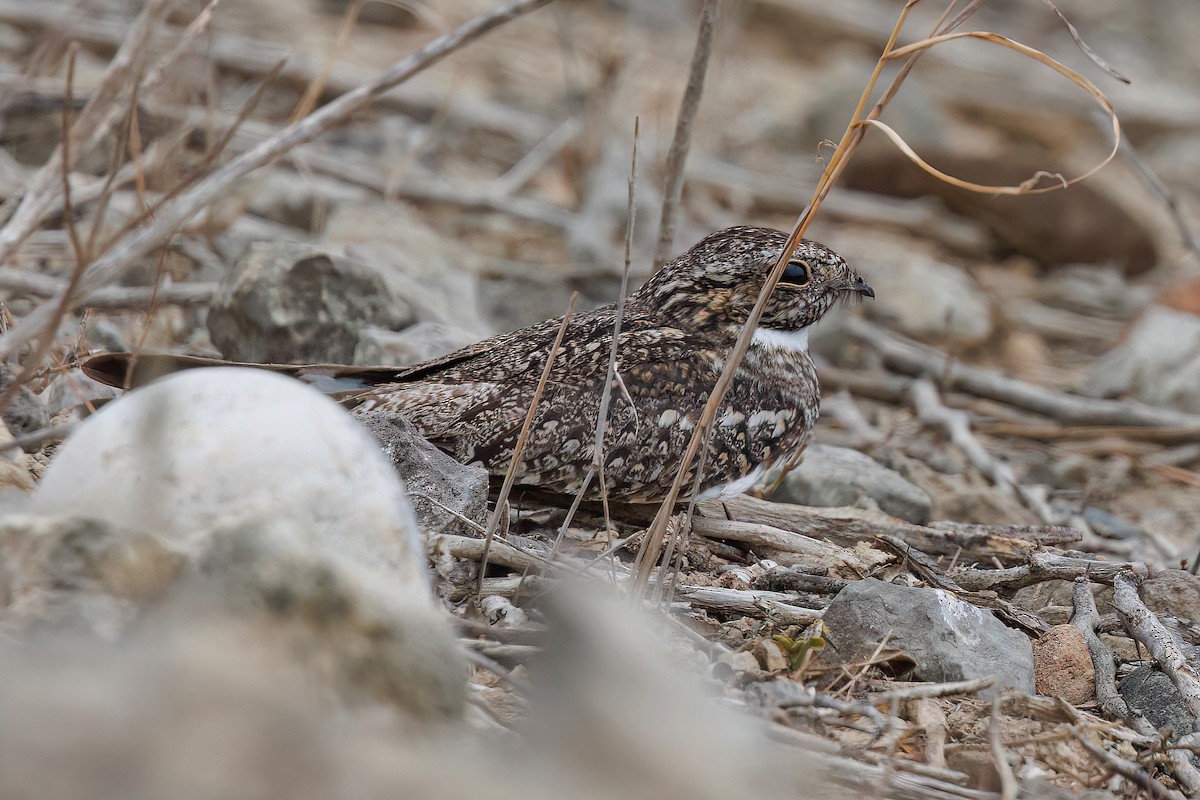 Lesser Nighthawk - ML631859688